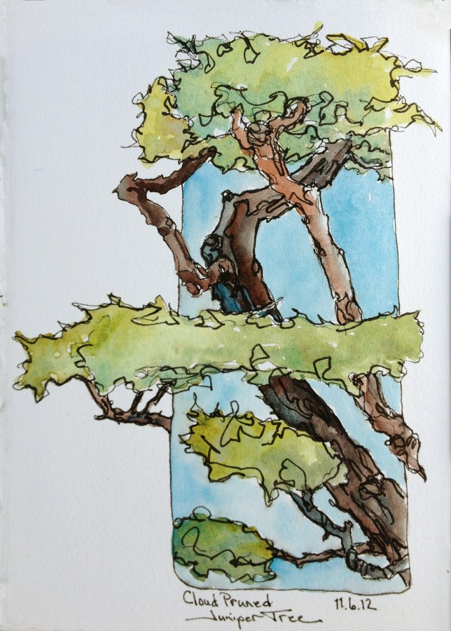 clip art juniper tree - photo #30